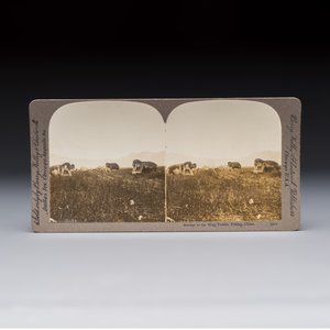 17 stereoview cards with views of China, depicting street scenes, architecture and daily life, 19/20th C. — foto 20