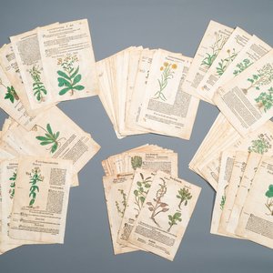 83 deels met de hand ingekleurde pagina's uit kruidenboeken, 16/17e eeuw — foto 1