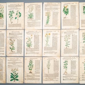 83 deels met de hand ingekleurde pagina's uit kruidenboeken, 16/17e eeuw — foto 2