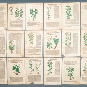 83 deels met de hand ingekleurde pagina's uit kruidenboeken, 16/17e eeuw — foto 4