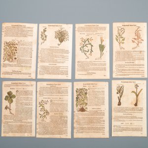 83 deels met de hand ingekleurde pagina's uit kruidenboeken, 16/17e eeuw — foto 6