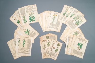 83 pages de publications botaniques partiellement colorées à la main, 16/17ème