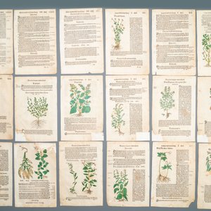 83 pages de publications botaniques partiellement colorées à la main, 16/17ème — photo 3