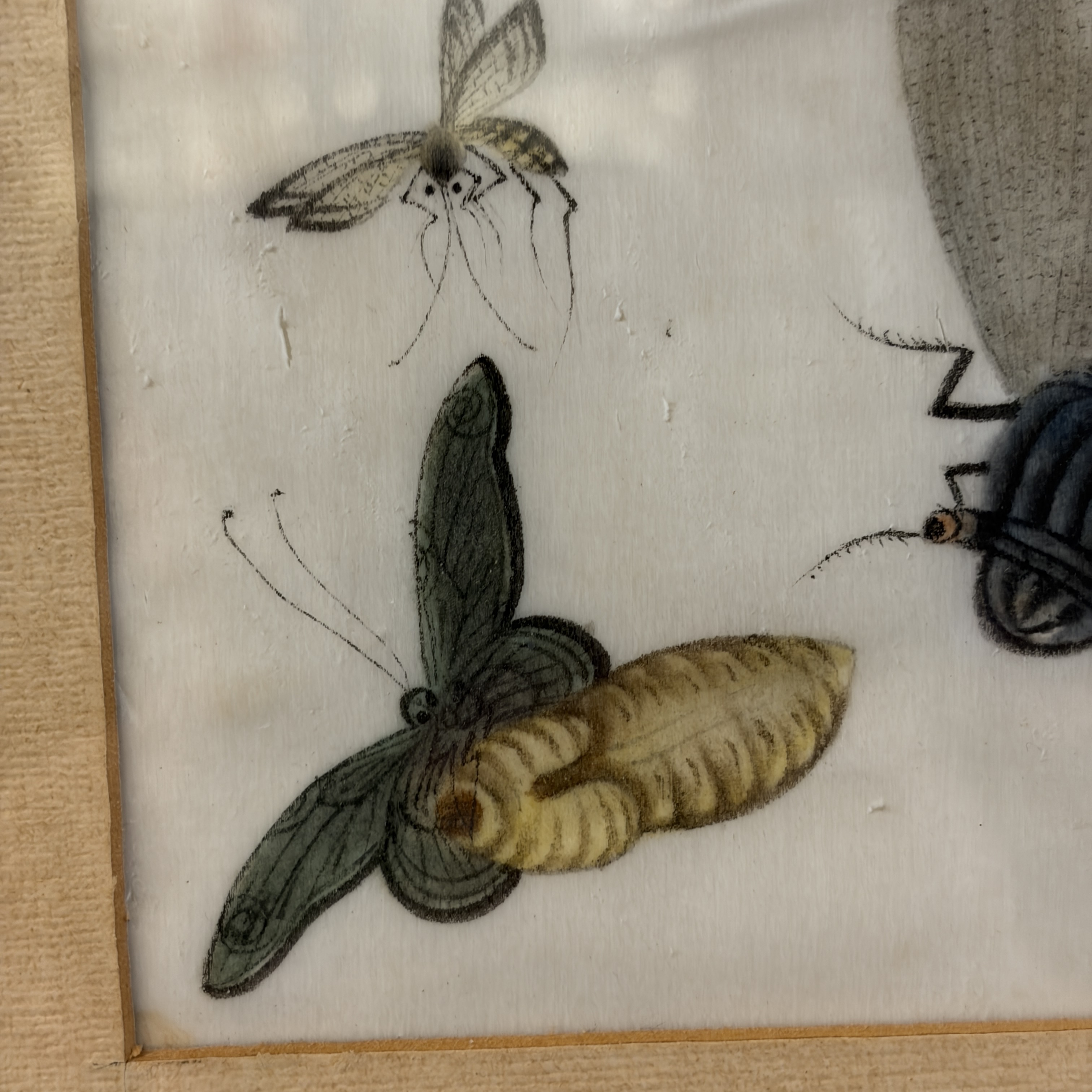 Two unusual Chinese Canton pith paper paintings with various insects and a lizard — 照片 9