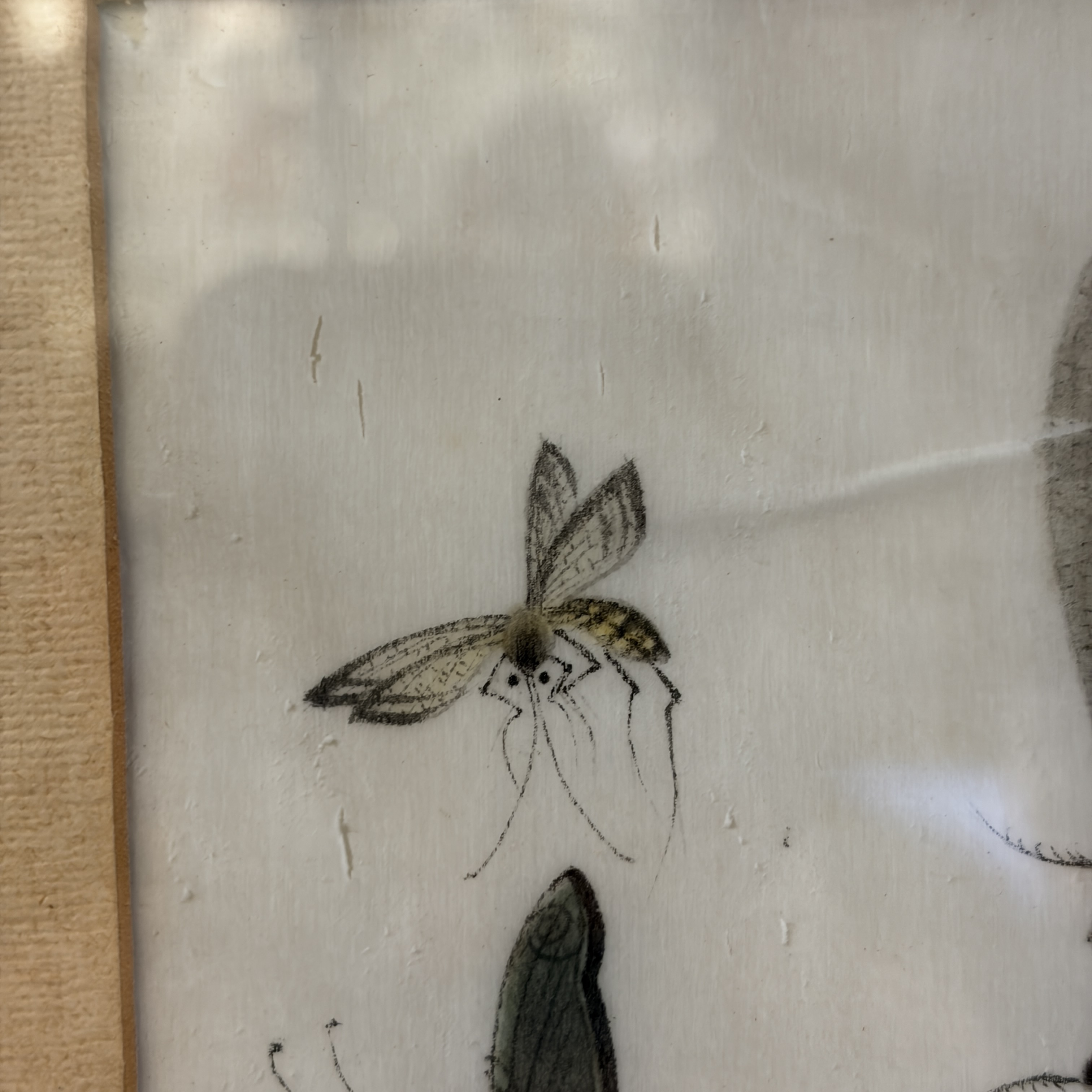 Two unusual Chinese Canton pith paper paintings with various insects and a lizard — 照片 10
