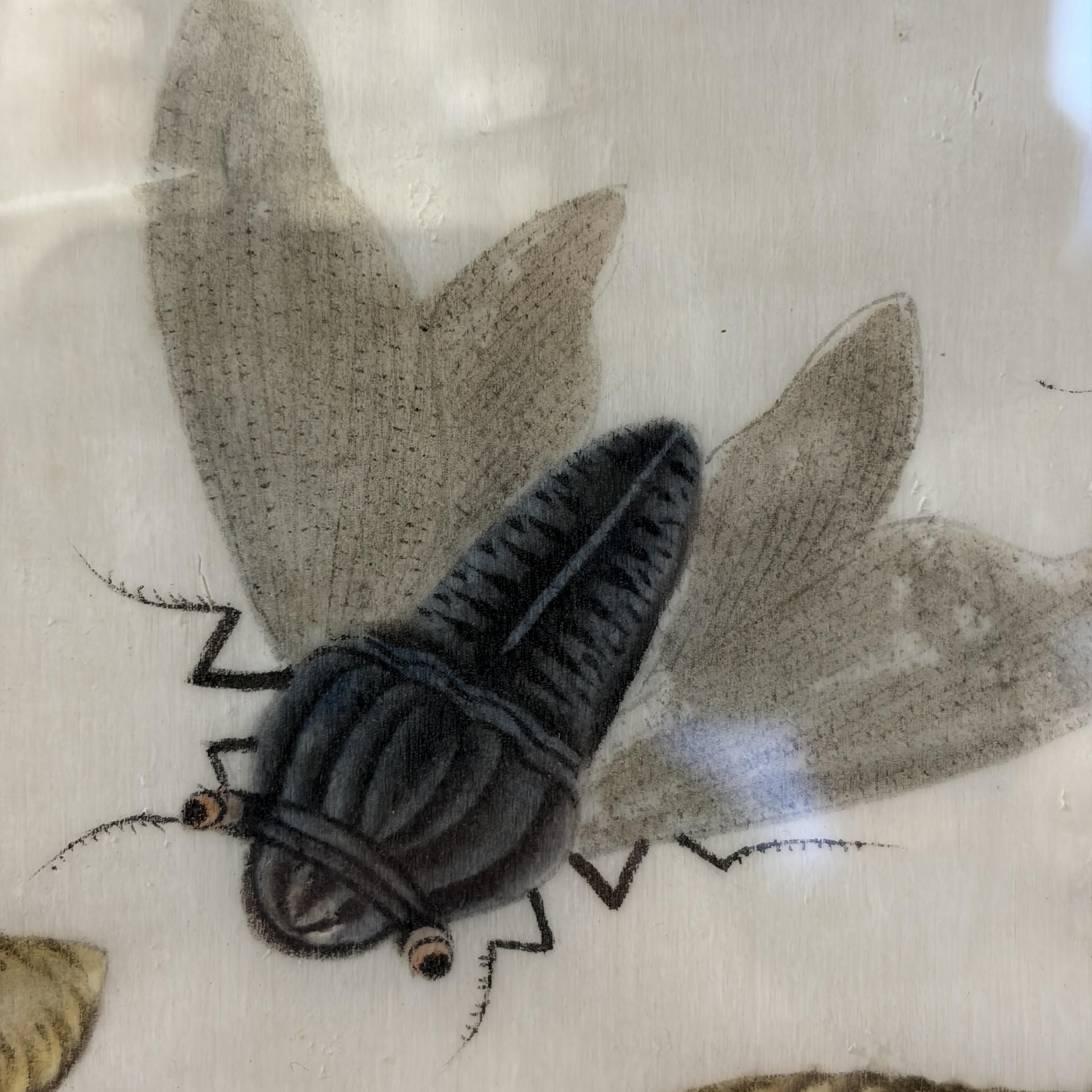 Two unusual Chinese Canton pith paper paintings with various insects and a lizard — 照片 11