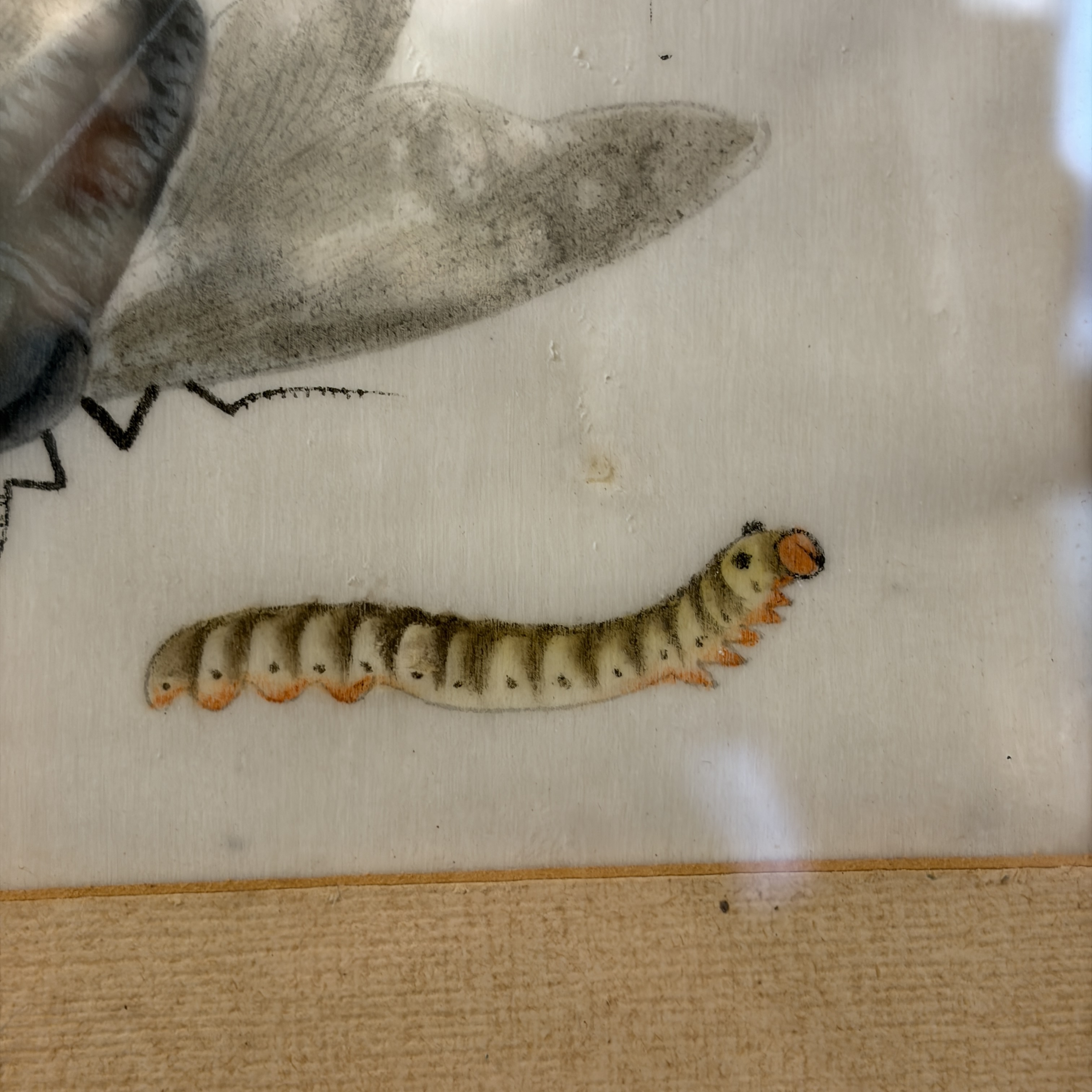 Two unusual Chinese Canton pith paper paintings with various insects and a lizard — 照片 12