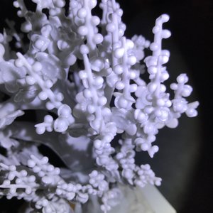 A Chinese blanc de Chine model of a tree, Kangxi — 照片 19