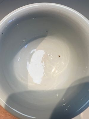 A Chinese blue and white 'Prunus on Cracked Ice' stem bowl — photo 12