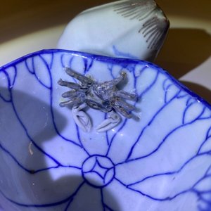 A Chinese blue, white and copper-red 'crab in lotus' water dropper, Kangxi — 照片 15