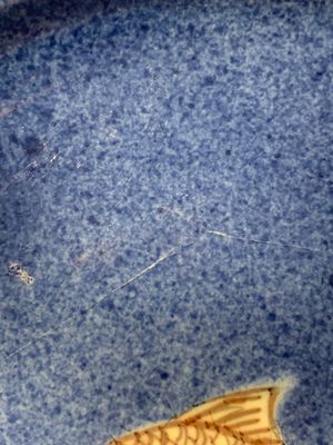 A Chinese blue, white and copper-red powder-blue-ground 'fish' dish, Kangxi — photo 3