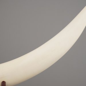 A Chinese or Japanese (?) carved ivory Tusk, 19/20th C. — 照片 9