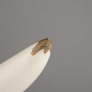 A Chinese or Japanese (?) carved ivory Tusk, 19/20th C. — 照片 10