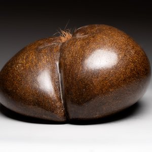 A coco de mer or sea coconut (Lodoicea maldivica), polished, Seychelles — photo 5