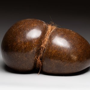 A coco de mer or sea coconut (Lodoicea maldivica), polished, Seychelles — photo 6