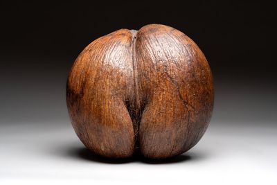 A coco de mer or sea coconut (Lodoicea maldivica), Seychelles