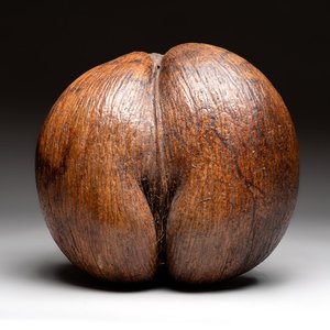 A coco de mer or sea coconut (Lodoicea maldivica), Seychelles — photo 1