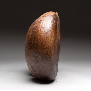 A coco de mer or sea coconut (Lodoicea maldivica), Seychelles — photo 2
