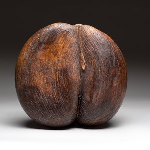 A coco de mer or sea coconut (Lodoicea maldivica), Seychelles — photo 3