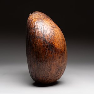A coco de mer or sea coconut (Lodoicea maldivica), Seychelles — photo 4