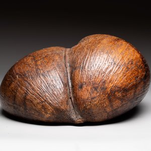 A coco de mer or sea coconut (Lodoicea maldivica), Seychelles — photo 5