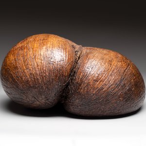 A coco de mer or sea coconut (Lodoicea maldivica), Seychelles — photo 6
