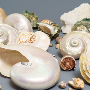 A collection of large sea shells and a white coral — photo 3