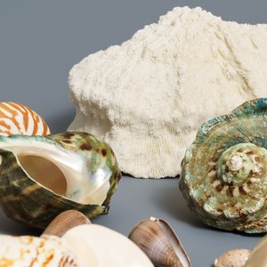 A collection of large sea shells and a white coral — photo 6