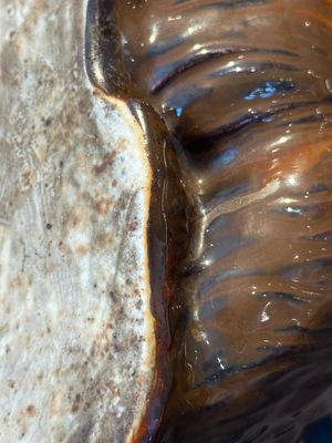 A fine Chinese cafe-au-lait glazed hare on wooden stand, Tian 天 mark, Qing — photo 11