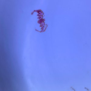 A fine Chinese famille rose eggshell plate with a scholar, Yongzheng — 照片 5