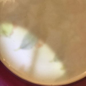 A fine Chinese famille rose 'ruby back' eggshell plate with floral design, Yongzheng — 照片 7