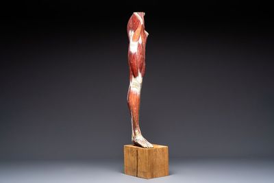 A French anatomical model of a human leg in polychrome papier-mâché, Maison Auzoux, dated 1947