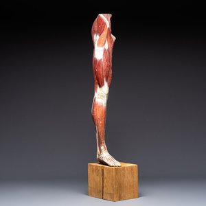 A French anatomical model of a human leg in polychrome papier-mâché, Maison Auzoux, dated 1947 — foto 1