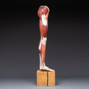 A French anatomical model of a human leg in polychrome papier-mâché, Maison Auzoux, dated 1947 — foto 2