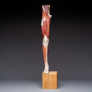 A French anatomical model of a human leg in polychrome papier-mâché, Maison Auzoux, dated 1947 — foto 3