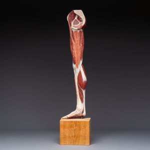 A French anatomical model of a human leg in polychrome papier-mâché, Maison Auzoux, dated 1947 — foto 4