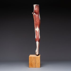 A French anatomical model of a human leg in polychrome papier-mâché, Maison Auzoux, dated 1947 — foto 5