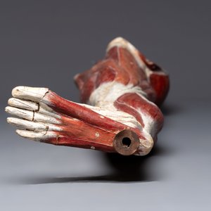 A French anatomical model of a human leg in polychrome papier-mâché, Maison Auzoux, dated 1947 — foto 7