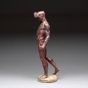A French polychrome plaster anatomical 'écorché' figure after Jean Antoine Houdon (1741-1828), 19th C. — foto 2
