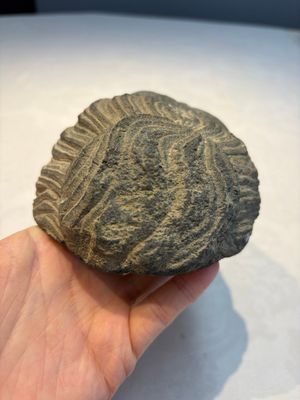 A Gandhara grey schist relief fragment of a Bodhisattva head, 3rd/4th C. — photo 5