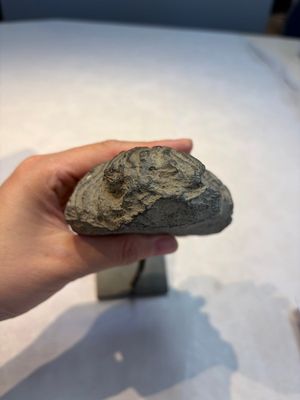 A Gandhara grey schist relief fragment of a Bodhisattva head, 3rd/4th C. — foto 5