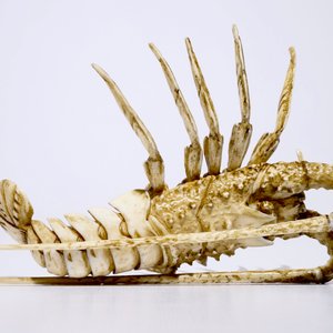 A Japanese ivory okimono of a lobster, Meiji, 19th C. — photo 5