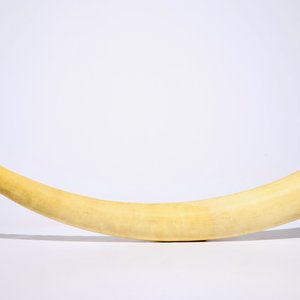A large Chinese carved ivory tusk, early 20th C. — photo 2