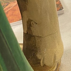 A large Chinese pottery model of an elephant, Ming — photo 8