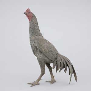 A large Japanese bronze fighting cock, 19th C. — photo 3
