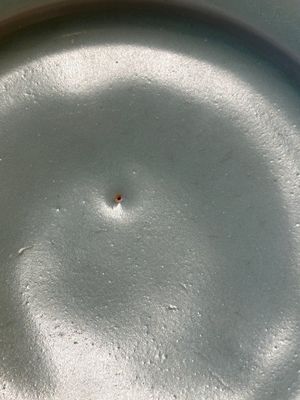A octagonal Chinese Longquan celadon plate, probably Ming — photo 4
