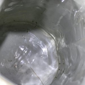 康熙  青花瓷咖啡壶    — 照片 35