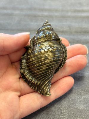 A rare Chinese brown- and turquoise-glazed conch-form brush washer, Qianlong — 照片 3