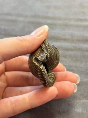 A rare Chinese brown- and turquoise-glazed conch-form brush washer, Qianlong — 照片 6