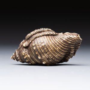 A rare Chinese brown- and turquoise-glazed conch-form brush washer, Qianlong — 照片 3
